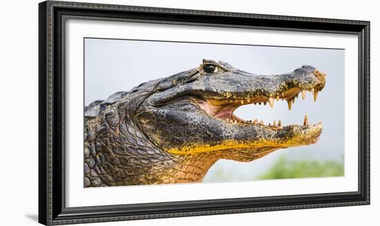 Pantanal cayman head, Porto Jofre, Mato Grosso, Brazil-Panoramic Images-Framed Photographic Print