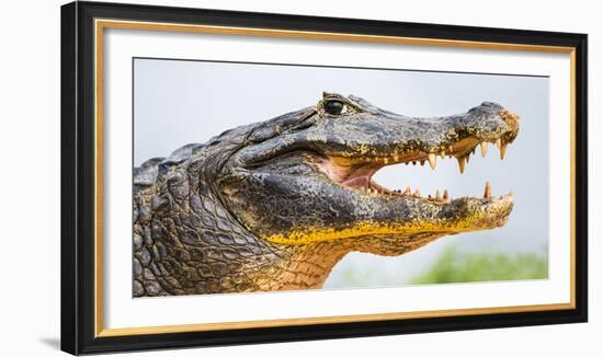 Pantanal cayman head, Porto Jofre, Mato Grosso, Brazil-Panoramic Images-Framed Photographic Print