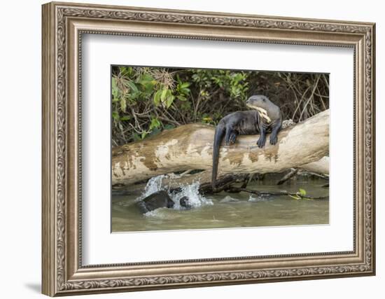 Pantanal, Mato Grosso, Brazil. Giant river otter reclining on a log-Janet Horton-Framed Photographic Print