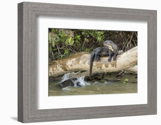 Pantanal, Mato Grosso, Brazil. Giant river otter reclining on a log-Janet Horton-Framed Photographic Print