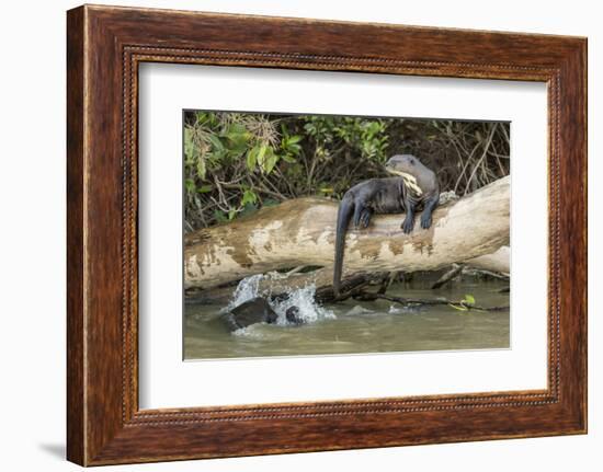 Pantanal, Mato Grosso, Brazil. Giant river otter reclining on a log-Janet Horton-Framed Photographic Print