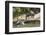 Pantanal, Mato Grosso, Brazil. Giant river otter reclining on a log-Janet Horton-Framed Photographic Print