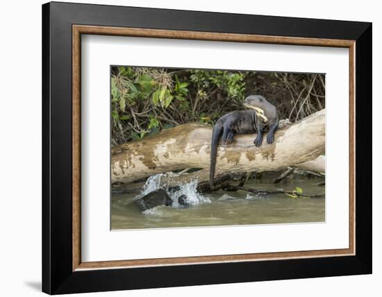 Pantanal, Mato Grosso, Brazil. Giant river otter reclining on a log-Janet Horton-Framed Photographic Print