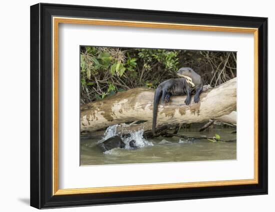 Pantanal, Mato Grosso, Brazil. Giant river otter reclining on a log-Janet Horton-Framed Photographic Print