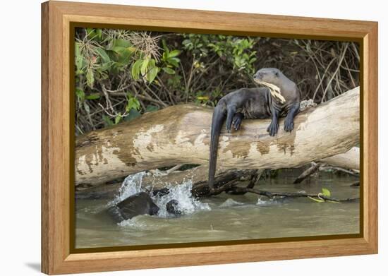 Pantanal, Mato Grosso, Brazil. Giant river otter reclining on a log-Janet Horton-Framed Premier Image Canvas