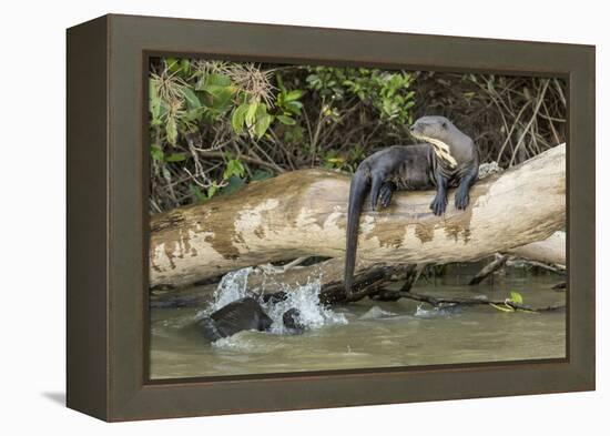 Pantanal, Mato Grosso, Brazil. Giant river otter reclining on a log-Janet Horton-Framed Premier Image Canvas