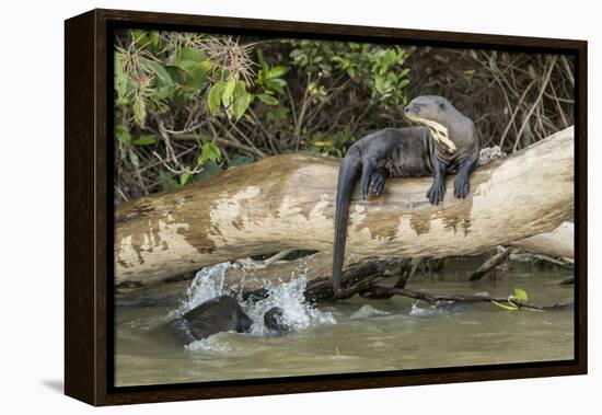 Pantanal, Mato Grosso, Brazil. Giant river otter reclining on a log-Janet Horton-Framed Premier Image Canvas