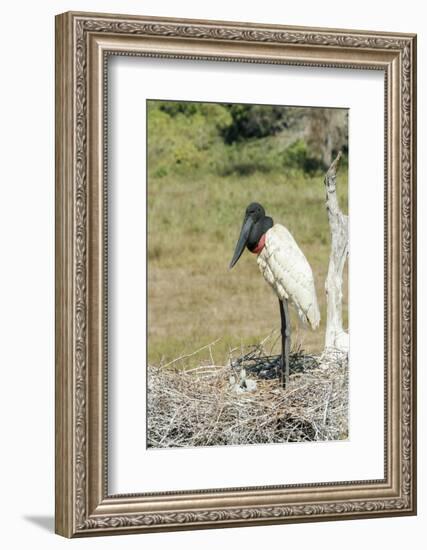 Pantanal, Mato Grosso, Brazil. Jabiru in its large nest full of chicks.-Janet Horton-Framed Photographic Print