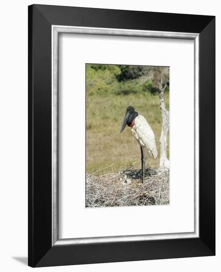 Pantanal, Mato Grosso, Brazil. Jabiru in its large nest full of chicks.-Janet Horton-Framed Photographic Print