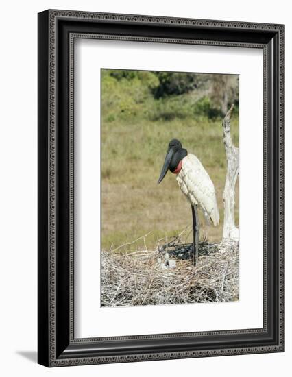 Pantanal, Mato Grosso, Brazil. Jabiru in its large nest full of chicks.-Janet Horton-Framed Photographic Print