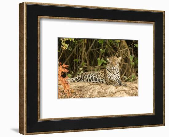 Pantanal, Mato Grosso, Brazil. Jaguar resting on a riverbank.-Janet Horton-Framed Photographic Print