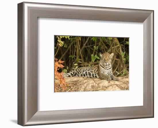 Pantanal, Mato Grosso, Brazil. Jaguar resting on a riverbank.-Janet Horton-Framed Photographic Print