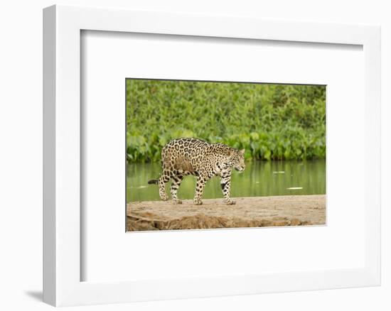 Pantanal, Mato Grosso, Brazil. Jaguar walking on a sandbar on the Cuiaba River.-Janet Horton-Framed Photographic Print