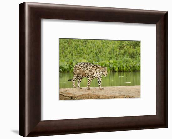 Pantanal, Mato Grosso, Brazil. Jaguar walking on a sandbar on the Cuiaba River.-Janet Horton-Framed Photographic Print