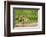 Pantanal, Mato Grosso, Brazil. Jaguar walking on a sandbar on the Cuiaba River.-Janet Horton-Framed Photographic Print