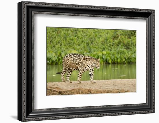 Pantanal, Mato Grosso, Brazil. Jaguar walking on a sandbar on the Cuiaba River.-Janet Horton-Framed Photographic Print