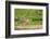 Pantanal, Mato Grosso, Brazil. Jaguar walking on a sandbar on the Cuiaba River.-Janet Horton-Framed Photographic Print