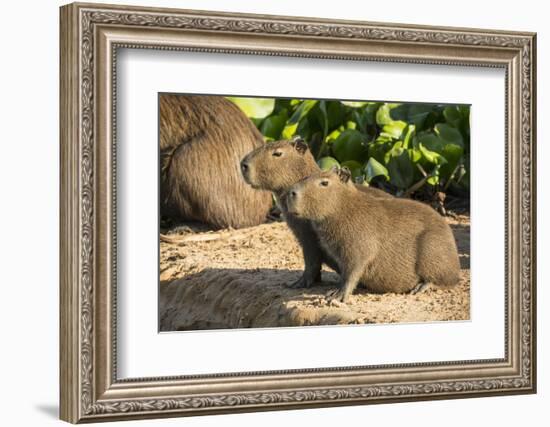 Pantanal, Mato Grosso, Brazil. Portrait of two young Capybaras sitting along the riverbank-Janet Horton-Framed Photographic Print