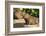 Pantanal, Mato Grosso, Brazil. Portrait of two young Capybaras sitting along the riverbank-Janet Horton-Framed Photographic Print