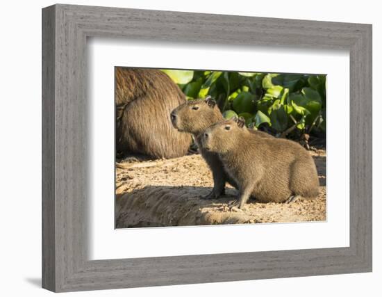 Pantanal, Mato Grosso, Brazil. Portrait of two young Capybaras sitting along the riverbank-Janet Horton-Framed Photographic Print