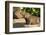 Pantanal, Mato Grosso, Brazil. Portrait of two young Capybaras sitting along the riverbank-Janet Horton-Framed Photographic Print