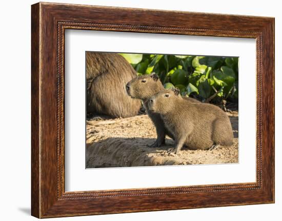 Pantanal, Mato Grosso, Brazil. Portrait of two young Capybaras sitting along the riverbank-Janet Horton-Framed Photographic Print