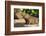 Pantanal, Mato Grosso, Brazil. Portrait of two young Capybaras sitting along the riverbank-Janet Horton-Framed Photographic Print