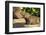 Pantanal, Mato Grosso, Brazil. Portrait of two young Capybaras sitting along the riverbank-Janet Horton-Framed Photographic Print