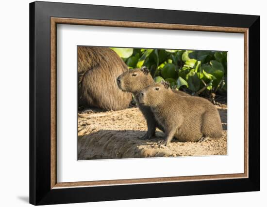 Pantanal, Mato Grosso, Brazil. Portrait of two young Capybaras sitting along the riverbank-Janet Horton-Framed Photographic Print