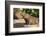 Pantanal, Mato Grosso, Brazil. Portrait of two young Capybaras sitting along the riverbank-Janet Horton-Framed Photographic Print