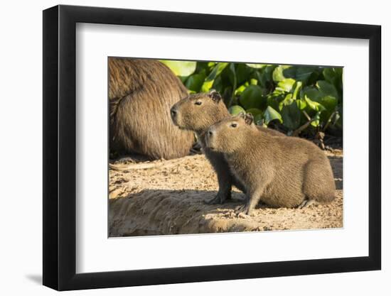 Pantanal, Mato Grosso, Brazil. Portrait of two young Capybaras sitting along the riverbank-Janet Horton-Framed Photographic Print