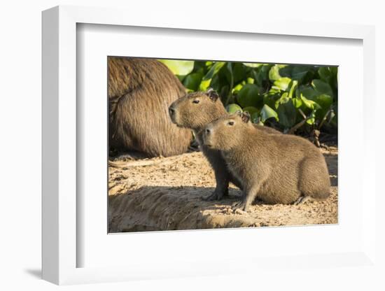 Pantanal, Mato Grosso, Brazil. Portrait of two young Capybaras sitting along the riverbank-Janet Horton-Framed Photographic Print