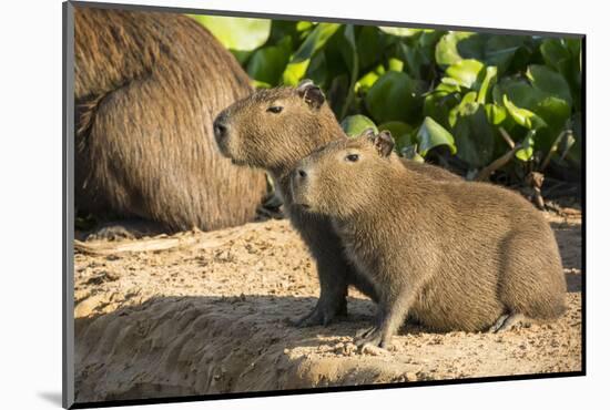 Pantanal, Mato Grosso, Brazil. Portrait of two young Capybaras sitting along the riverbank-Janet Horton-Mounted Photographic Print