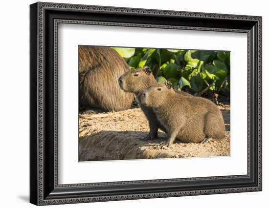 Pantanal, Mato Grosso, Brazil. Portrait of two young Capybaras sitting along the riverbank-Janet Horton-Framed Photographic Print