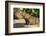 Pantanal, Mato Grosso, Brazil. Portrait of two young Capybaras sitting along the riverbank-Janet Horton-Framed Photographic Print