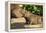 Pantanal, Mato Grosso, Brazil. Portrait of two young Capybaras sitting along the riverbank-Janet Horton-Framed Premier Image Canvas