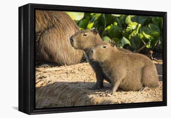 Pantanal, Mato Grosso, Brazil. Portrait of two young Capybaras sitting along the riverbank-Janet Horton-Framed Premier Image Canvas