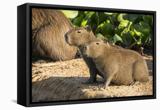 Pantanal, Mato Grosso, Brazil. Portrait of two young Capybaras sitting along the riverbank-Janet Horton-Framed Premier Image Canvas