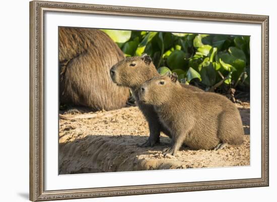 Pantanal, Mato Grosso, Brazil. Portrait of two young Capybaras sitting along the riverbank-Janet Horton-Framed Photographic Print