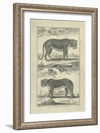 Panther and Leopard-Denis Diderot-Framed Art Print