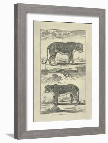 Panther and Leopard-Denis Diderot-Framed Art Print