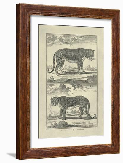 Panther and Leopard-Denis Diderot-Framed Art Print