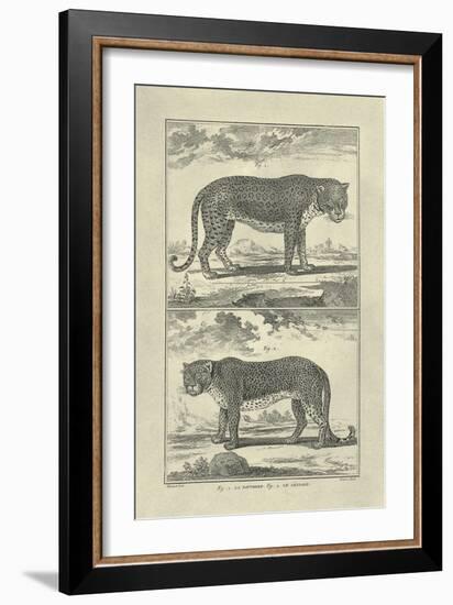 Panther and Leopard-Denis Diderot-Framed Art Print