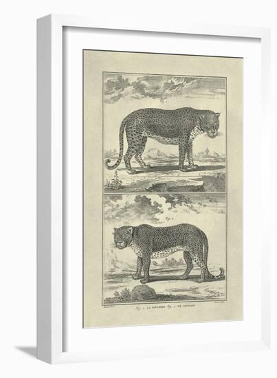 Panther and Leopard-Denis Diderot-Framed Art Print