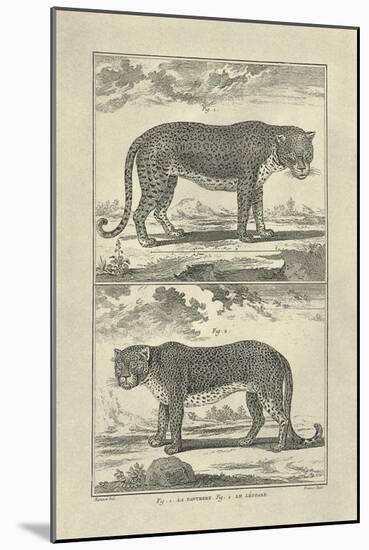 Panther and Leopard-Denis Diderot-Mounted Art Print