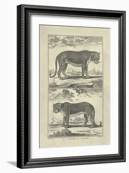 Panther and Leopard-Denis Diderot-Framed Art Print