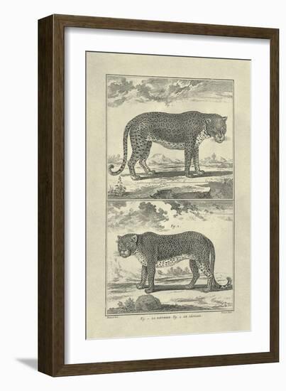 Panther and Leopard-Denis Diderot-Framed Premium Giclee Print