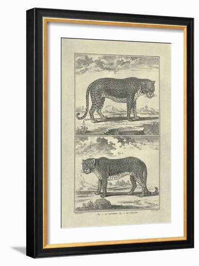 Panther and Leopard-Denis Diderot-Framed Premium Giclee Print