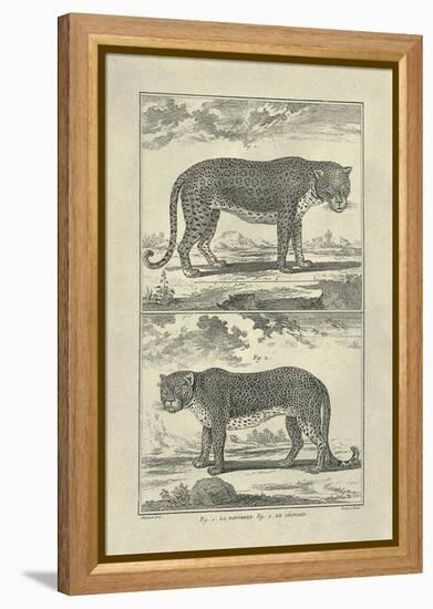 Panther and Leopard-Denis Diderot-Framed Stretched Canvas