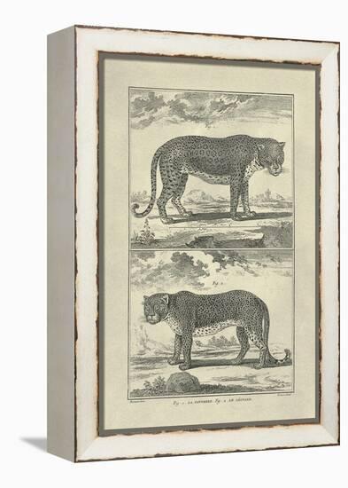 Panther and Leopard-Denis Diderot-Framed Stretched Canvas